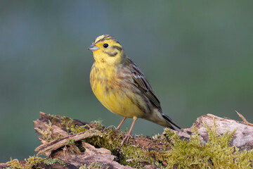 Goldammer (Emberiza citrinella)