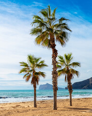 Palm tree on the beach