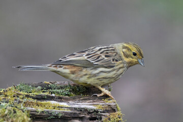 Goldammer (Emberiza citrinella)
