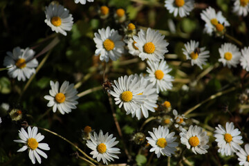 Obraz premium flores
