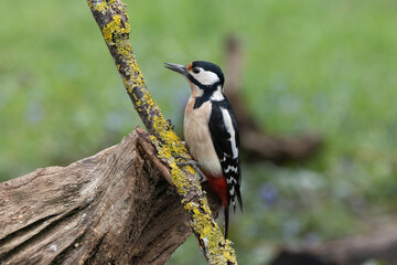 Buntspecht (Dendrocopos major)