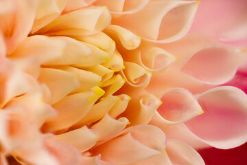 Macro photography of a dahlia flower