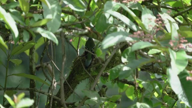 Green Cochoa Birds raise their young in the nest.  ,Bird watching in forest