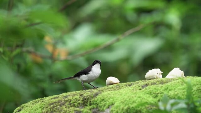 Dark-backed Sibia birds jumping for food on the ground.