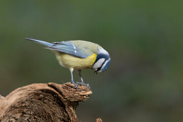 Blaumeise (Cyanistes caeruleu)