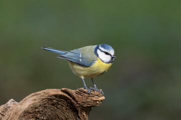 Blaumeise (Cyanistes caeruleu)