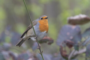 Rotkehlchen (Erithacus rubecula)
