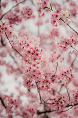 pink cherry blossom in spring