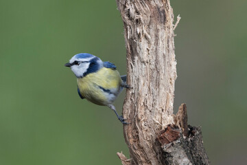 Blaumeise (Cyanistes caeruleu)