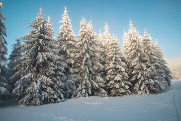 Spruce trees in a nature reserve under a snow bank at sunrise in Beskydy mountains, Czech republic. Breathtaking view of the golden rays of the sun illuminating the white caps of the trees