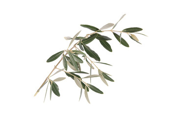 Olive leaves, branch. Isolated on white or transparent background. Precision cut and flawless finish make it easy to incorporate the image into your projects.