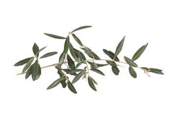 Branch olive leaf. Isolated on white or transparent background. Precision cut and flawless finish make it easy to incorporate the image into your projects.