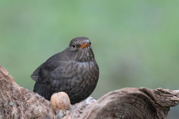 Amsel (Turdus merula)