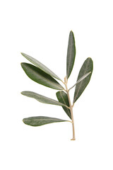 Olive leaves close up. Isolated on white or transparent background. Precision cut and flawless finish make it easy to incorporate the image into your projects.