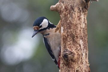 Buntspecht (Dendrocopos major)