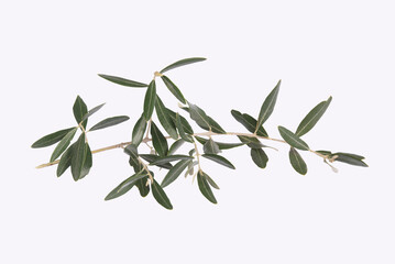 Olive leaves, branch. Isolated on white background.