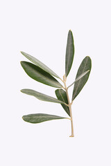 Green olive twig. Close up leaves. Isolated on white background. Macro foliage, olive leaves.
