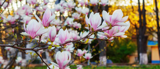 pink magnolia tree in blossom. floral background in the park