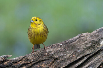 Goldammer (Emberiza citrinella)