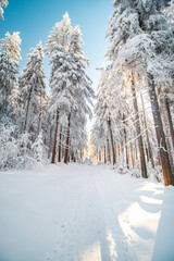 Obraz premium Walk through a nature reserve during the winter season at sunrise in Beskydy mountains, Czech republic. Breathtaking view of the golden rays of the sun illuminating the footpath