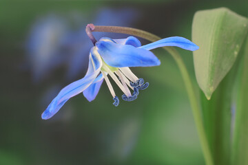 Blue spring forest flower bluebell or hyacinth closed up flower head on blurred dark green background