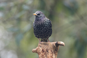 Star (Sturnus vulgaris)