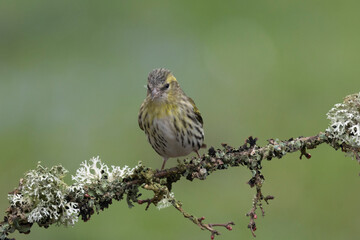 Erlenzeisig (Spinus spinus)