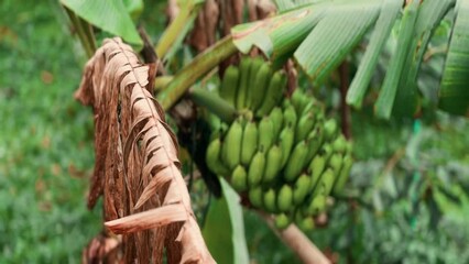 A bunch of green bananas on a tree in Thailand after rain. Close up view. Banana tree on a rainy day. High quality FullHD footage