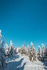 Nature reserve around Lysa Hora under a blanket of snow overlooking the valley on the morning inversion on a beautifully sunny day. Trees with white caps, illuminated by orange light