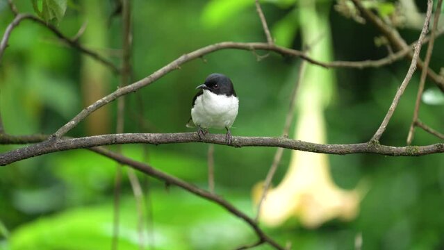 Dark-backed Sibia bird standing on a branch .