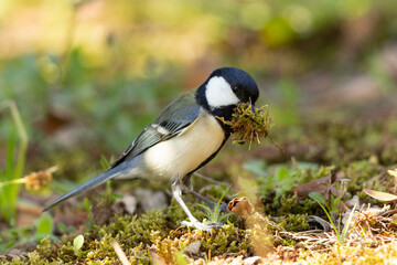一心不乱に苔をむしるシジュウカラ