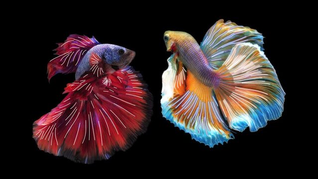 Beautiful movement of red and yellow Betta, Siamese fighting fish, Two betta fish are fighting, Betta splendens, Siamese fighting fish, Half moon Betta fish with line pattern on black background.