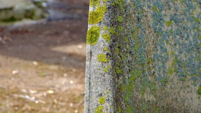 licheni su vecchia sedia in plastica