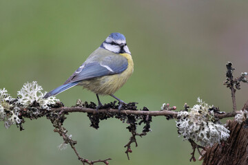 Blaumeise (Cyanistes caeruleu)
