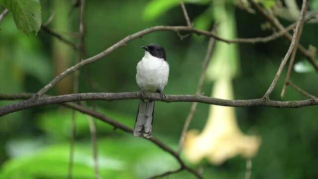 Dark-backed Sibia bird standing on a branch .