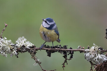 Blaumeise (Cyanistes caeruleu)