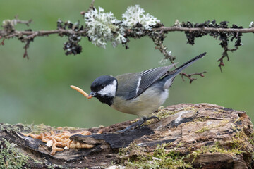 Kohlmeise (Parus major)