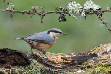 Kleiber (Sitta europaea)
