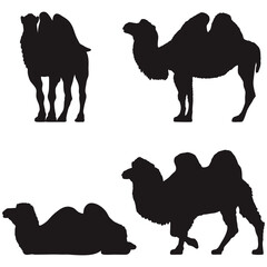 silhouette camel illustration