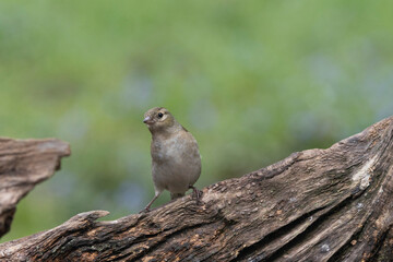 Buchfink (Fringilla coelebs)