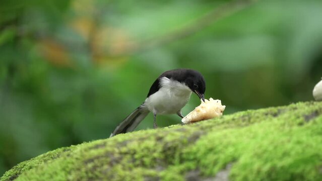 Dark-backed Sibia birds jumping for food on the ground.
