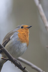 Rotkehlchen (Erithacus rubecula)