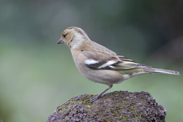 Buchfink (Fringilla coelebs)