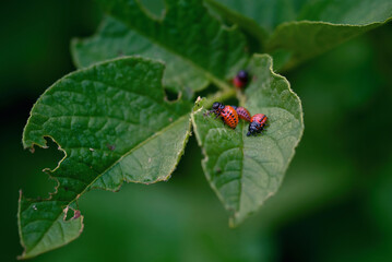 Potato bug larvae feeding on leaves of potato plants. Colorado potato beetle eats potato leaves. Pest invasion, parasite destroy potatoes plants, insects on eaten damaged leaves.
