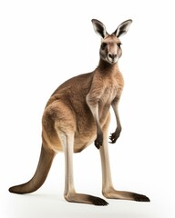 Fototapeta premium photorealistic kangaroo portrait, generative AI