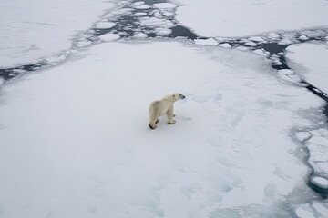Polar Bear on ice, global warming concept
