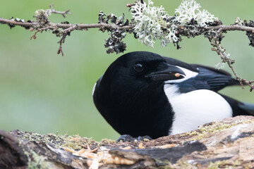 Elster (Pica pica)