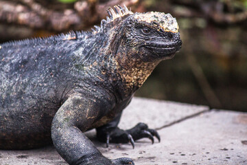 Close-up of Galapagos Iguana sunbathing