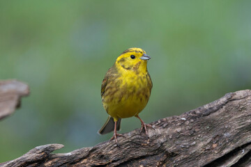 Goldammer (Emberiza citrinella)