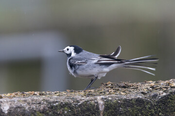 Bachstelze (Motacilla alba)